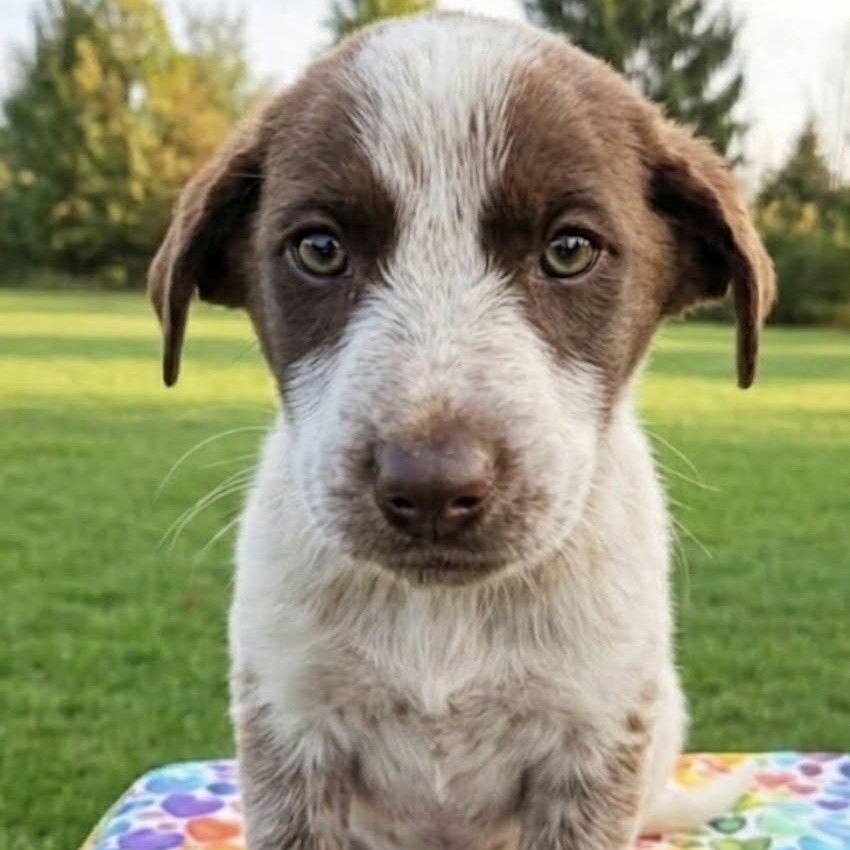 Enlarge Heatwave, an adopted mixed breed in McHenry, IL image 2/2