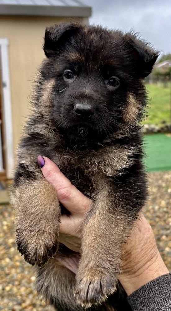 Enlarge Puppy Blue, a Adoptable German Shepherd Dog in Fulton, CA image 1/1