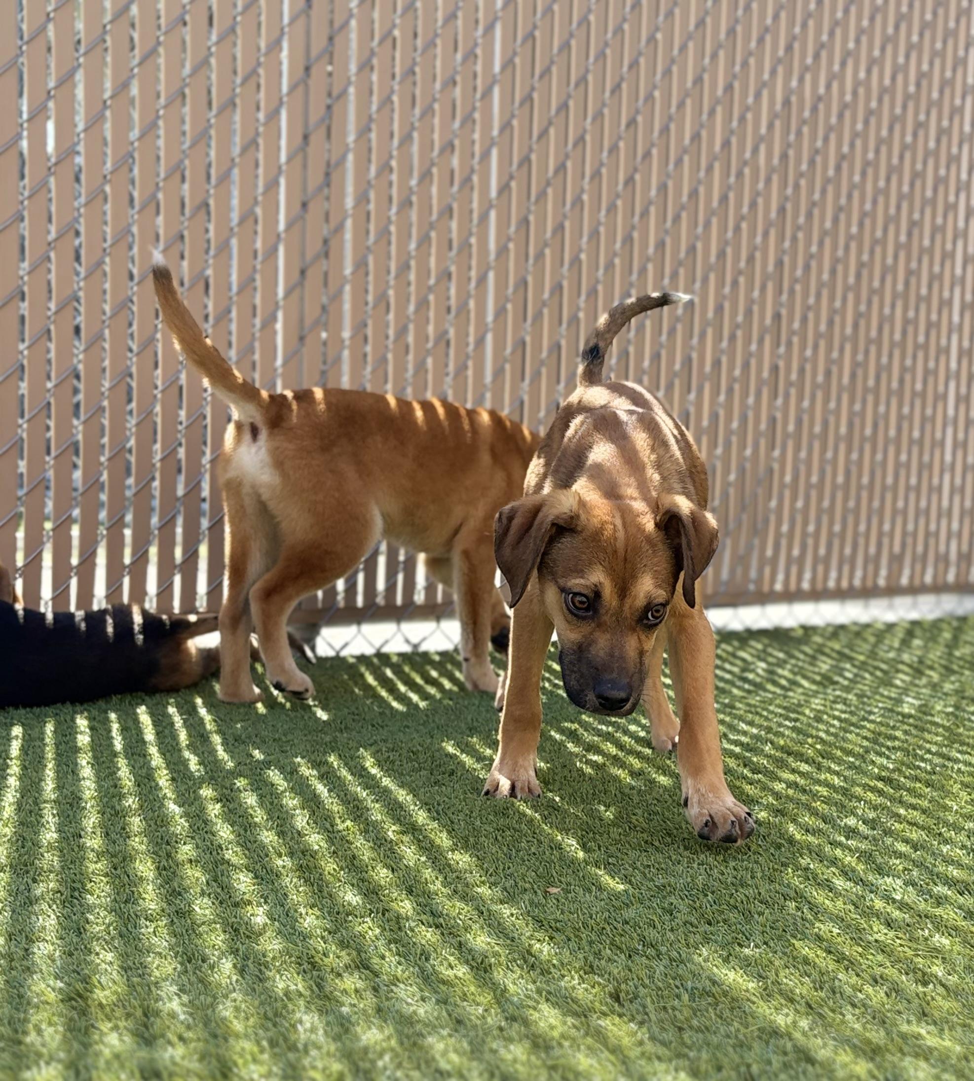 Enlarge Pearson, a ADOPTABLE Mixed Breed in Liberty, MO image 2/6