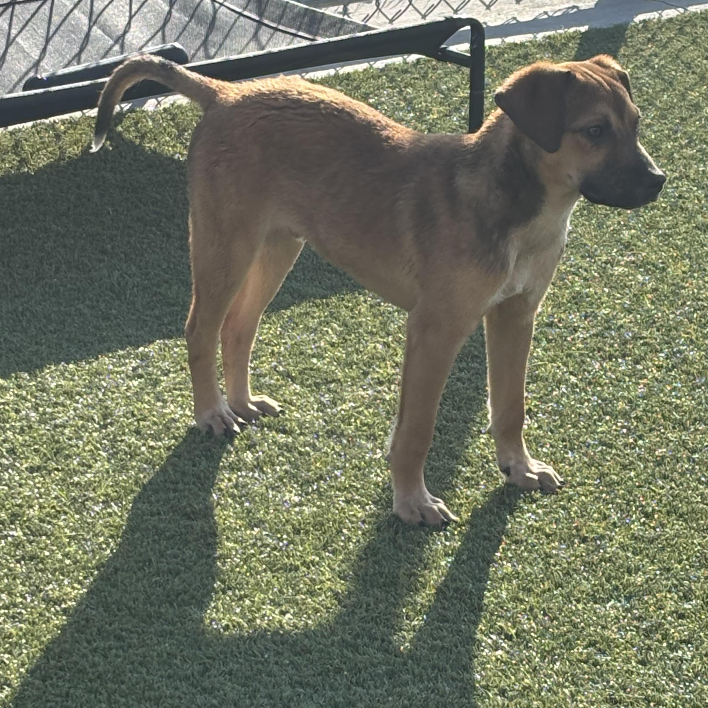 Enlarge Pearson, a ADOPTABLE Mixed Breed in Liberty, MO image 3/6