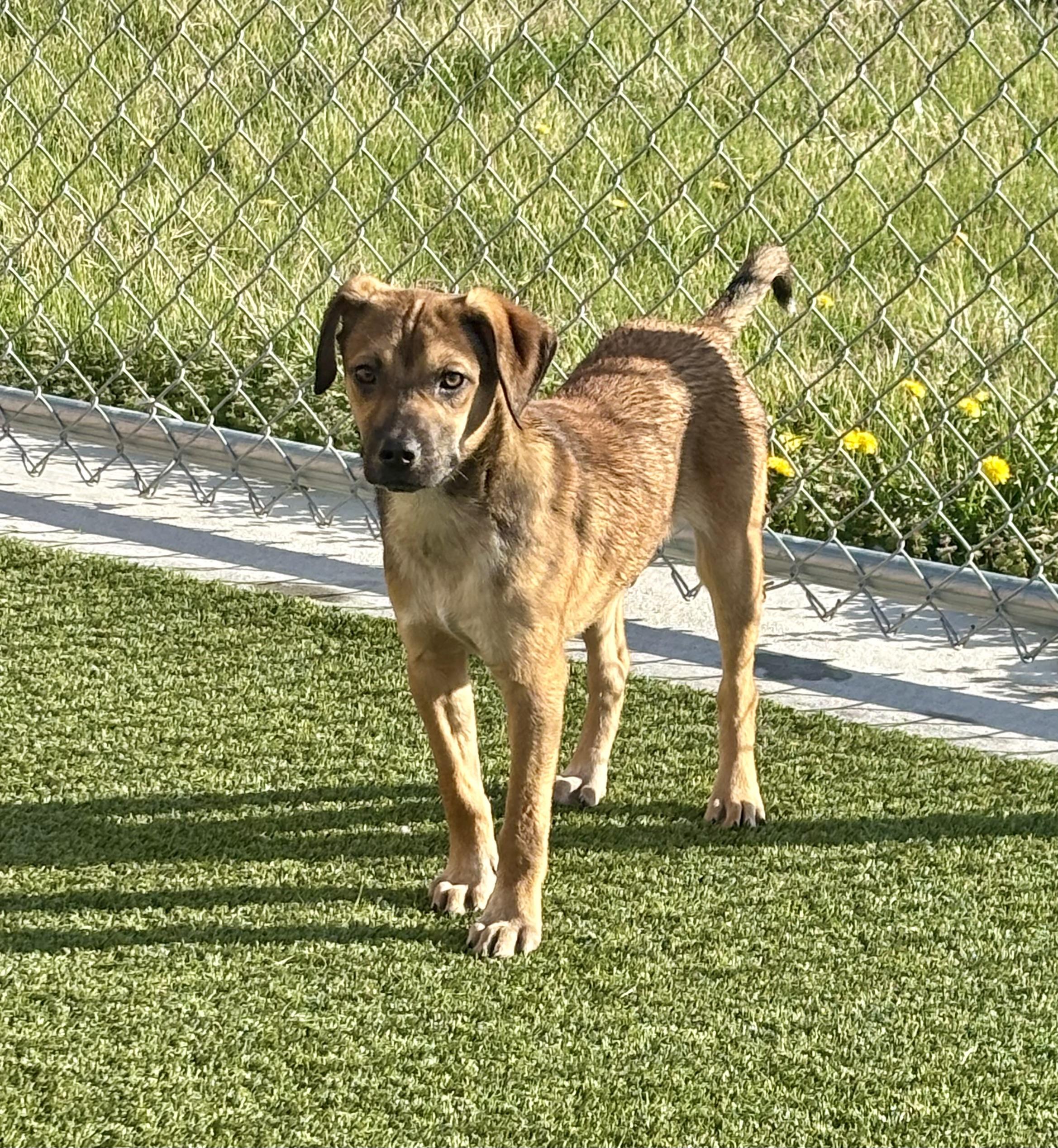 Enlarge Pearson, a ADOPTABLE Mixed Breed in Liberty, MO image 5/6