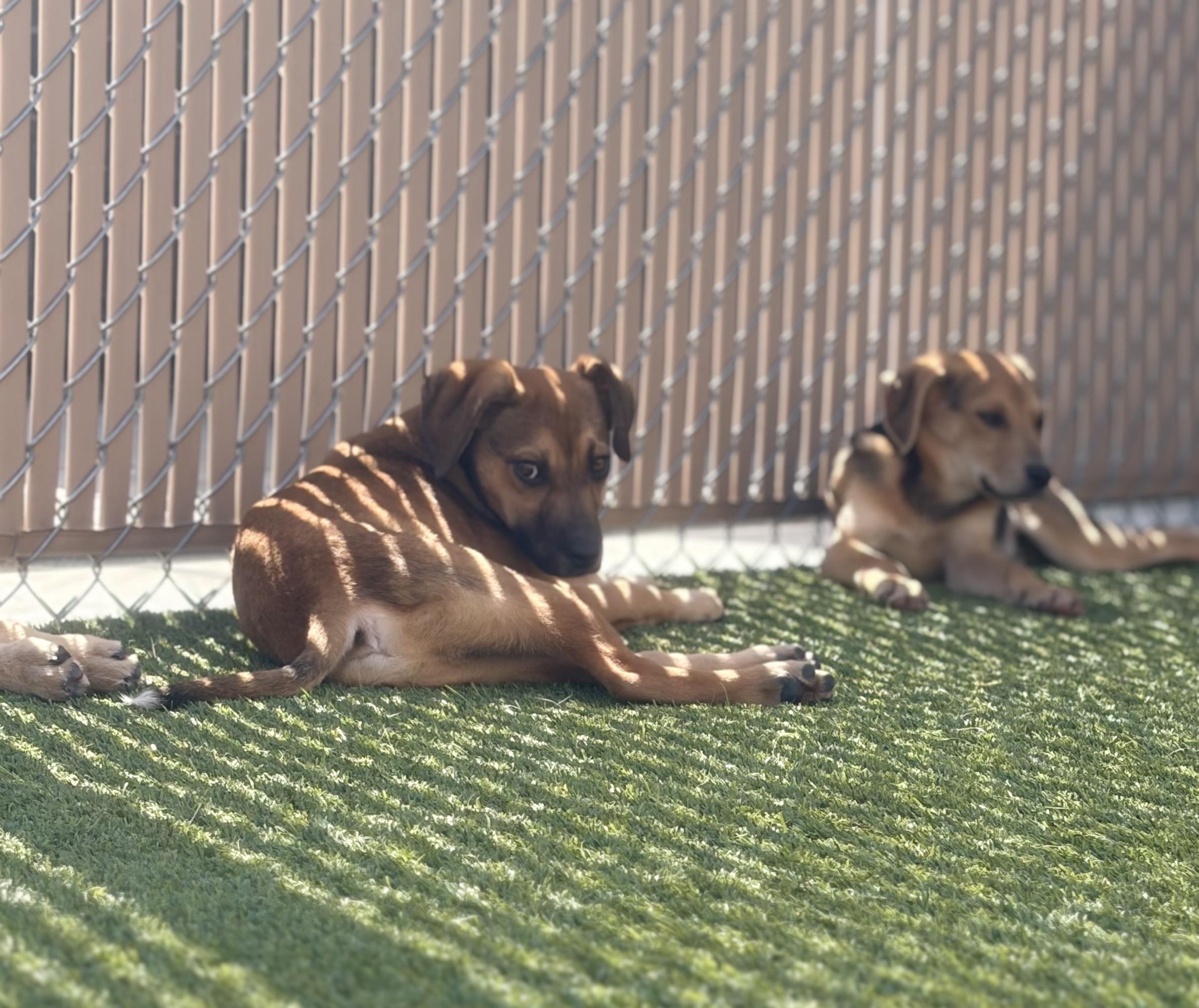 Pearson, ADOPTABLE, Puppy Male Mixed Breed.