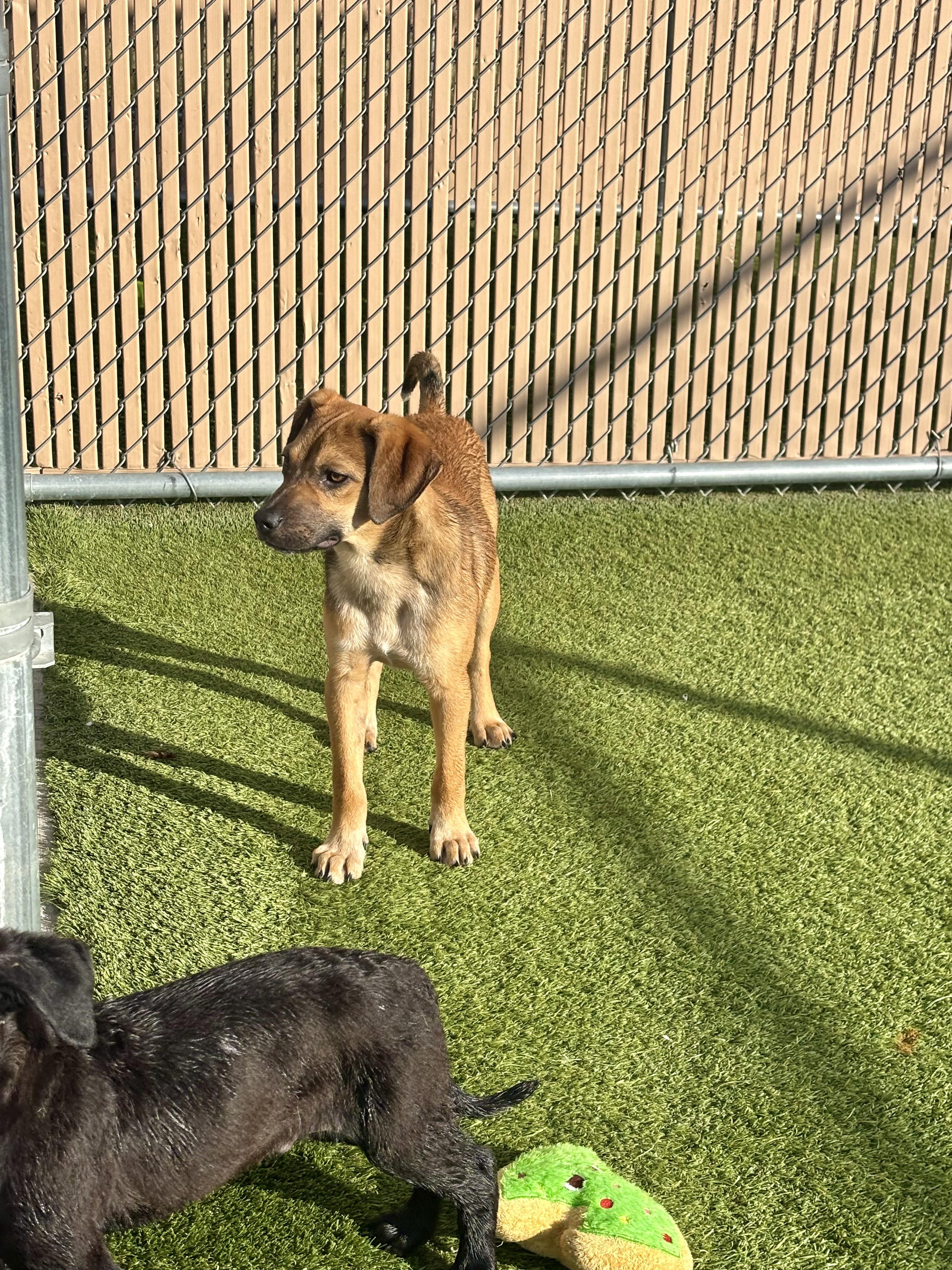 Enlarge Pearson, a ADOPTABLE Mixed Breed in Liberty, MO image 6/6