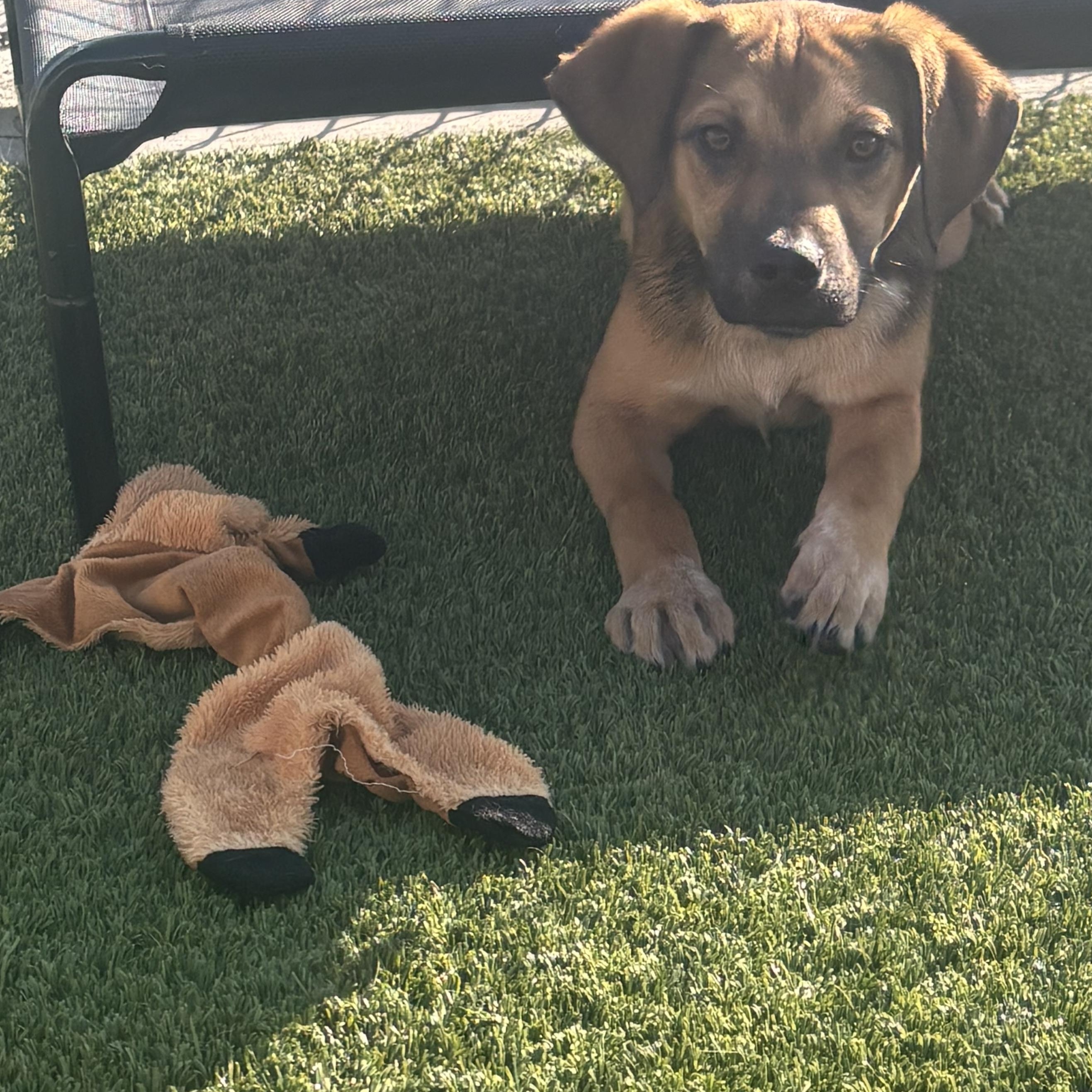 Enlarge Pearson, a ADOPTABLE Mixed Breed in Liberty, MO image 4/6