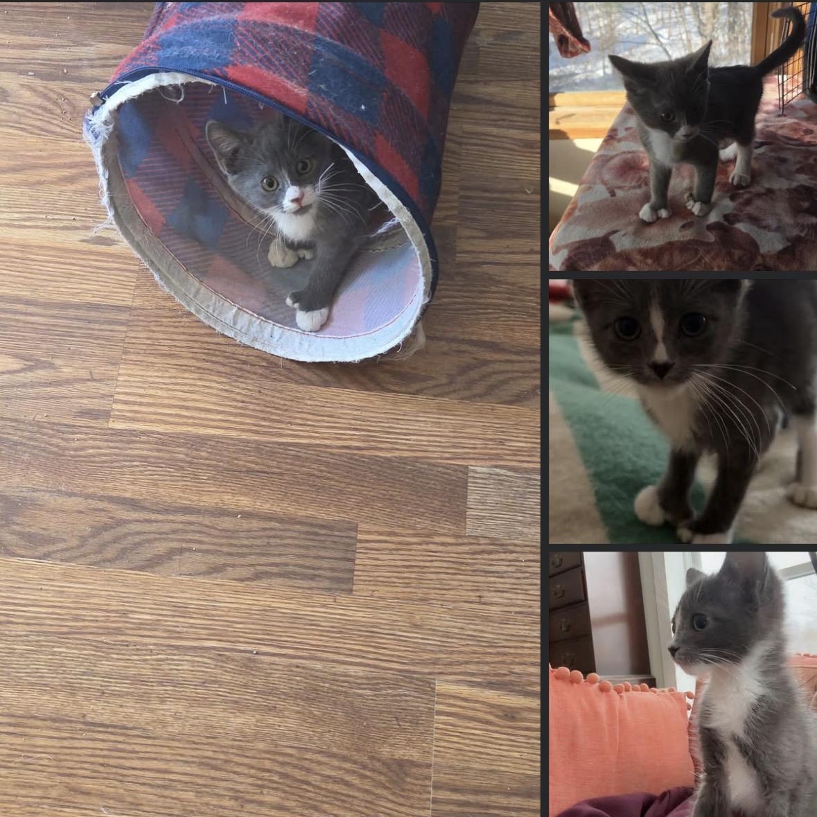 Boss girl and Bad Bunny , ADOPTABLE, Kitten Male Domestic Short Hair.