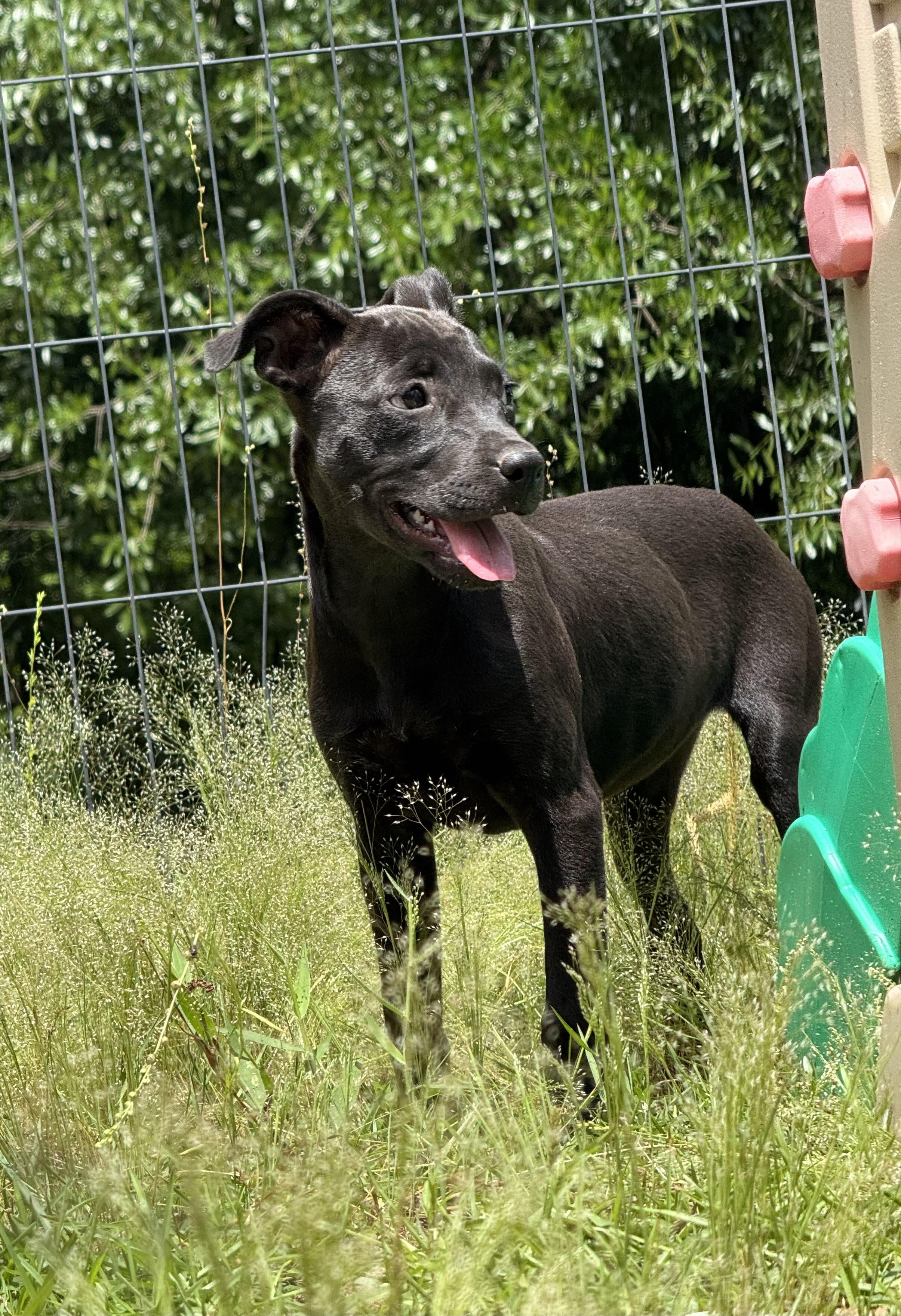 Enlarge ESPRESSO, a Adoptable mixed breed in Fosters, AL image 6/6