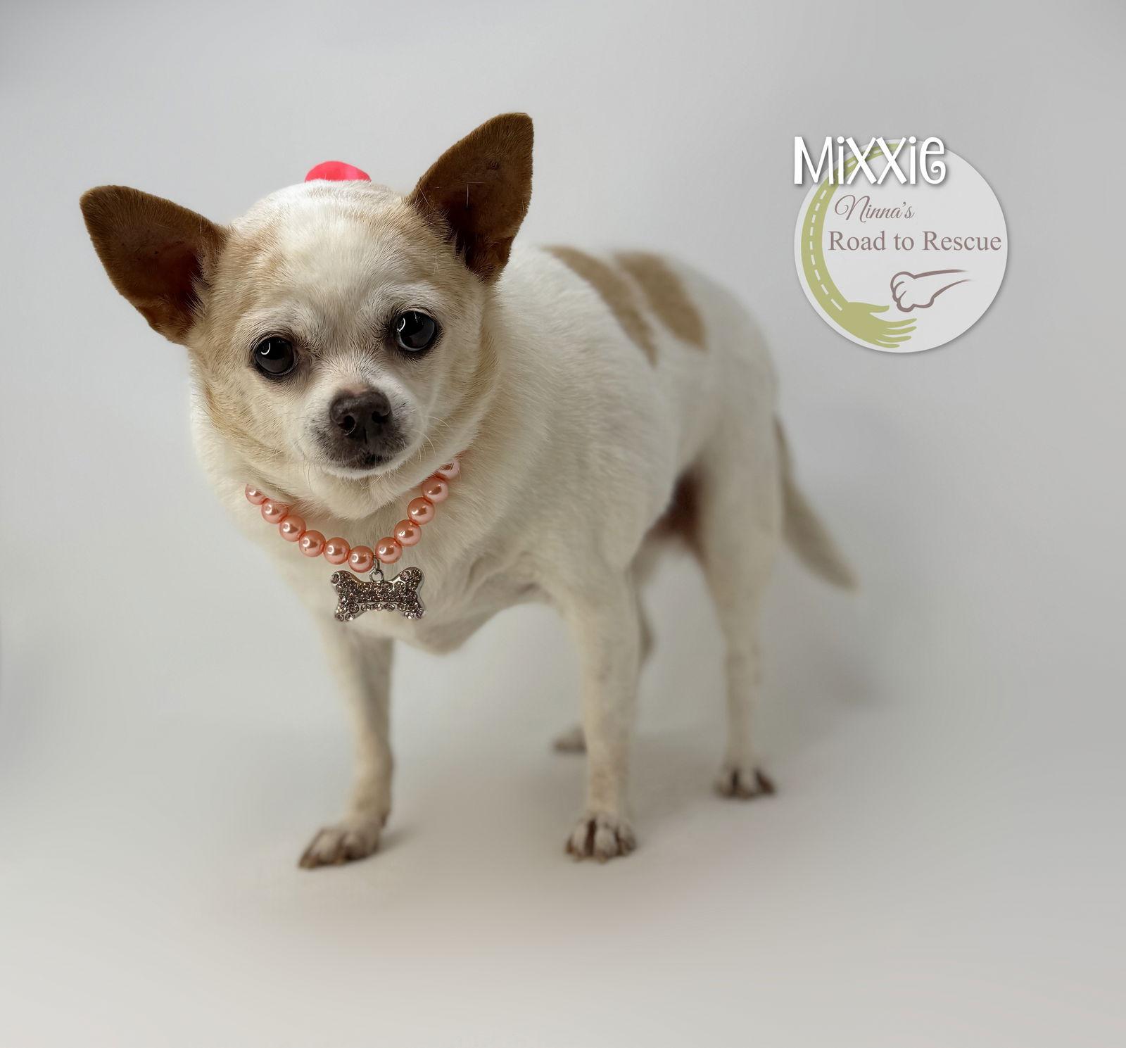 Mixxie, Adoptable, Adult Female Chihuahua.