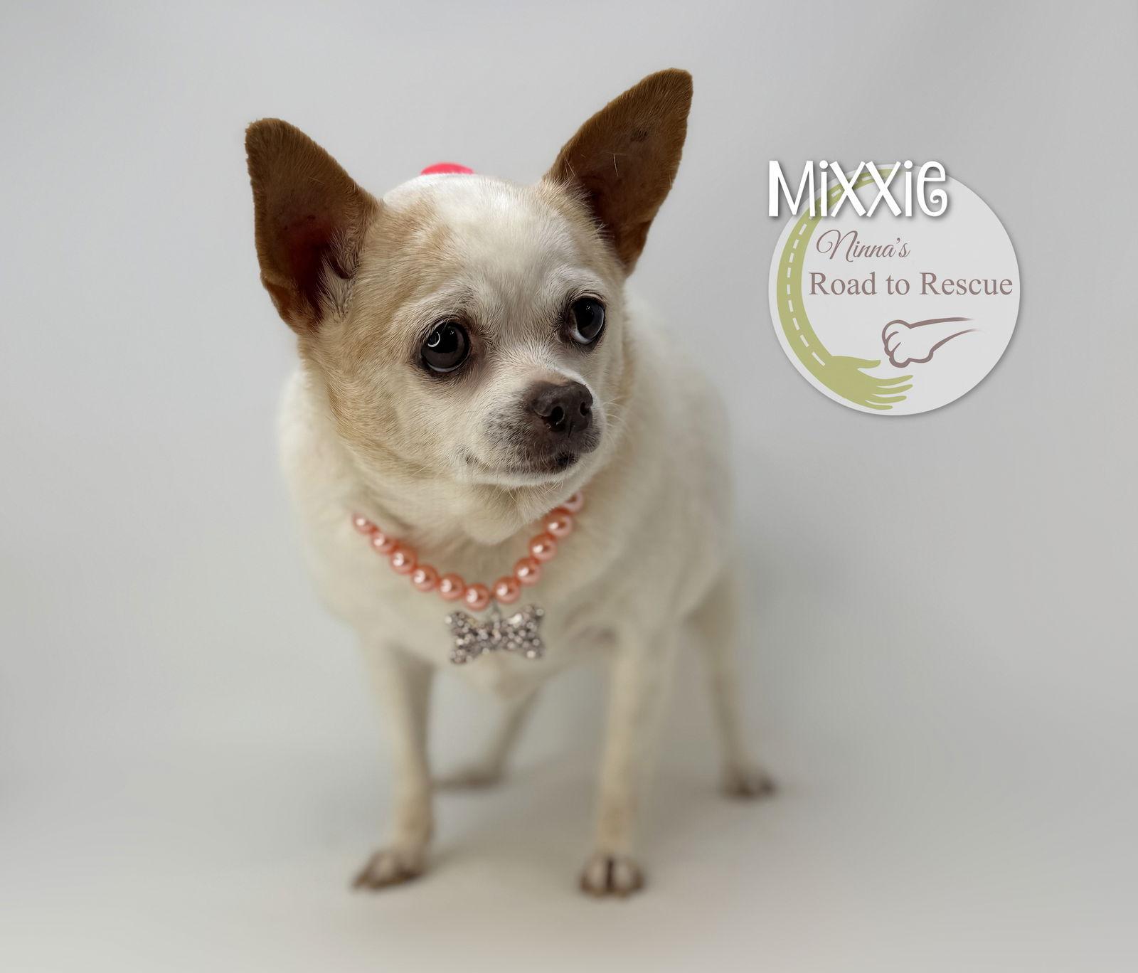 Mixxie, a Adoptable Chihuahua in Benton, LA image 2/2