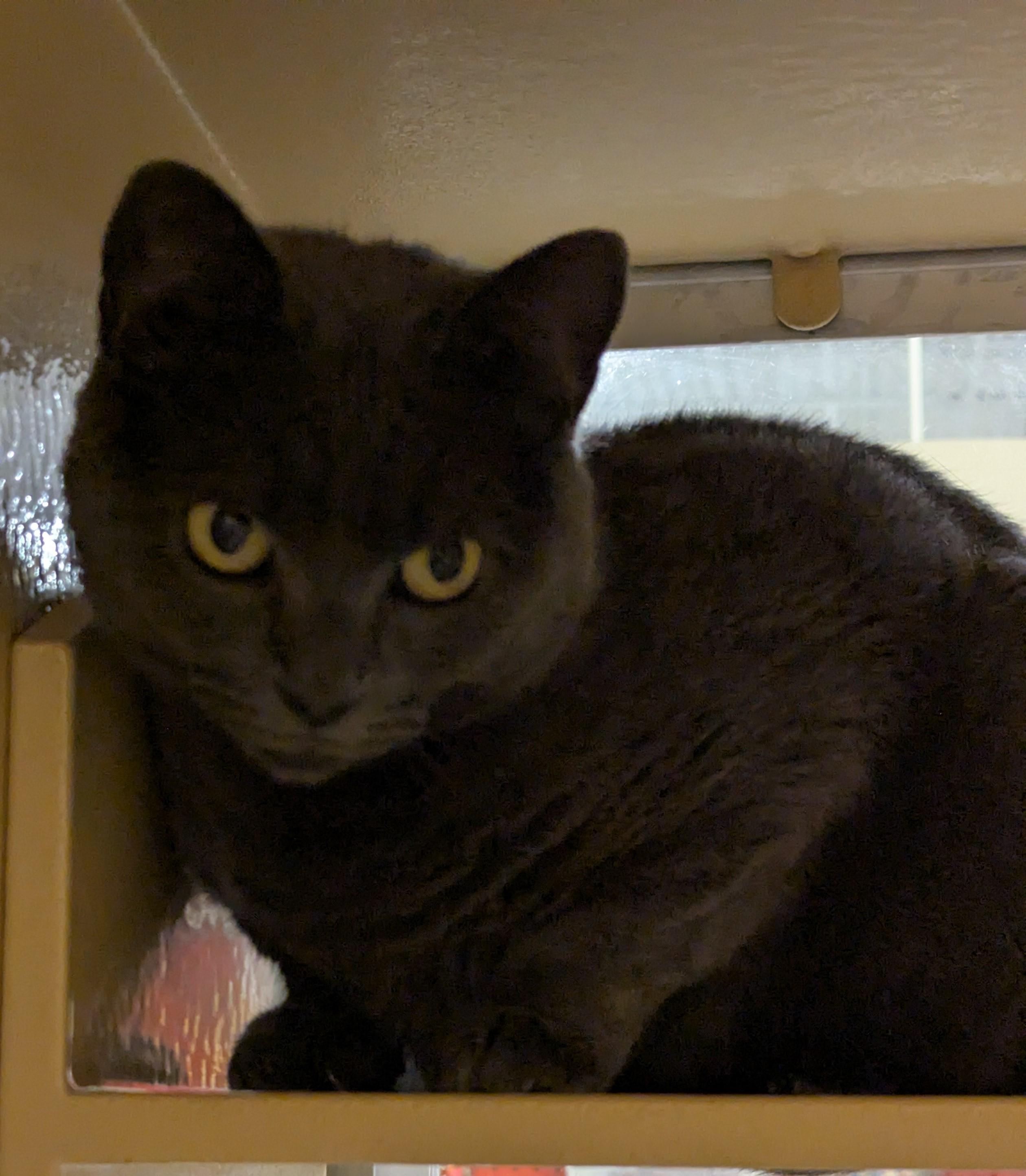 Kennedy, adopted, Young Female Domestic Short Hair.