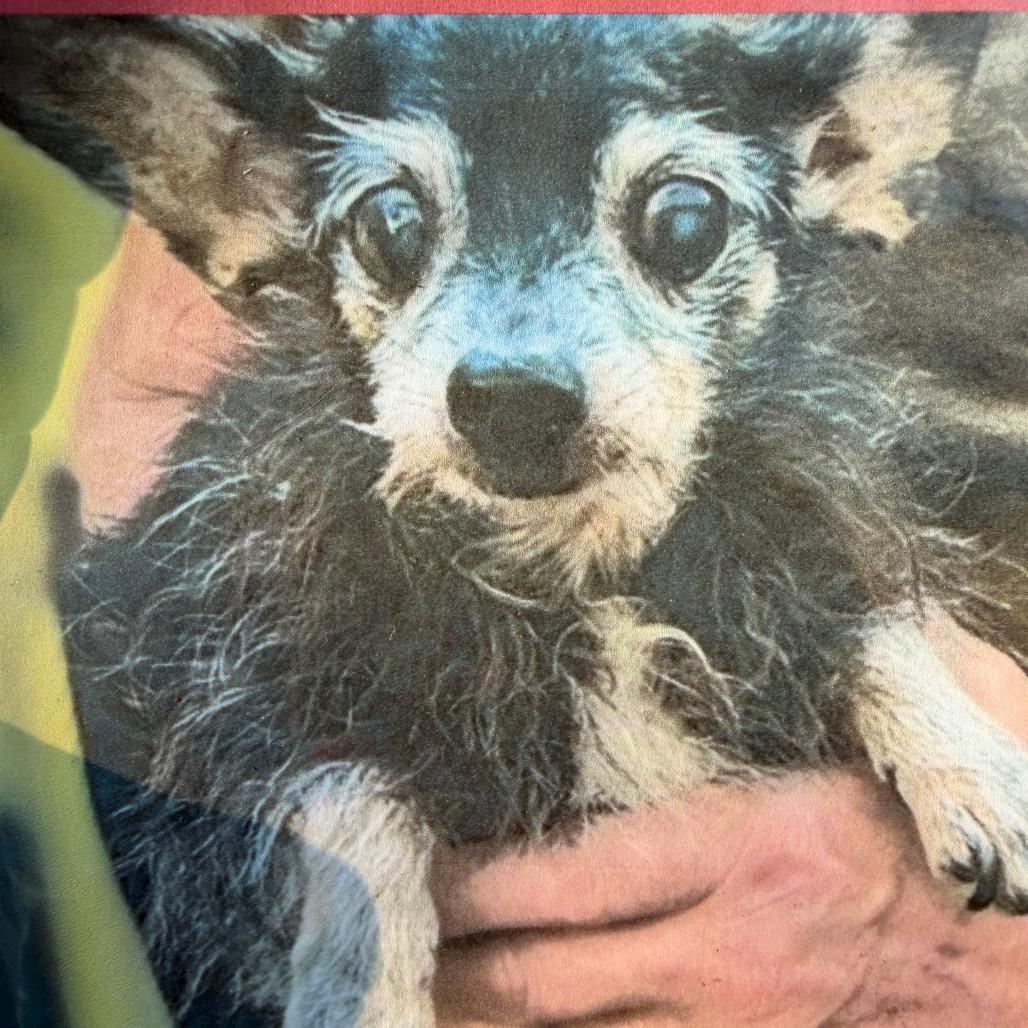 Ladybug, Adoptable, Senior Female Chihuahua & Mixed Breed.