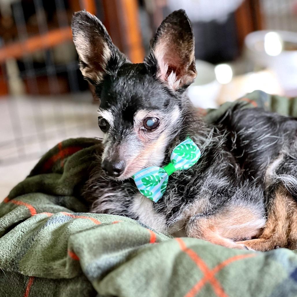 Enlarge Ladybug, a Adoptable mixed breed in North Port, FL image 4/6