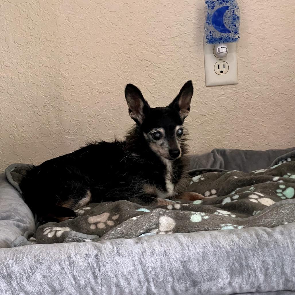 Enlarge Ladybug, a Adoptable mixed breed in North Port, FL image 5/6