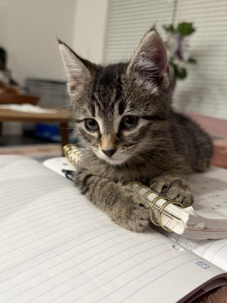 Pickles, an adopted Domestic Short Hair in Fort Worth, TX image 3/6