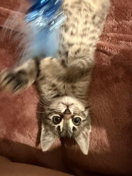 Pickles, an adopted Domestic Short Hair in Fort Worth, TX image 4/6