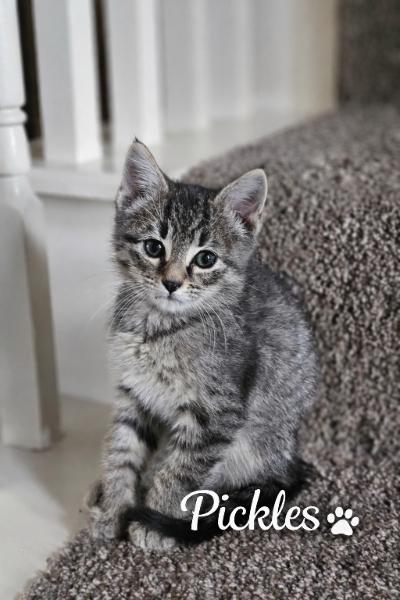 Pickles, an adopted Domestic Short Hair in Fort Worth, TX image 1/6