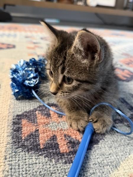 Pickles, an adopted Domestic Short Hair in Fort Worth, TX image 2/6