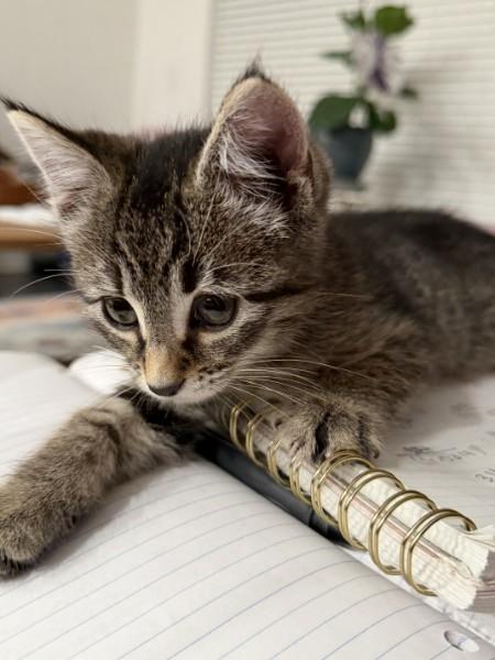 Pickles, an adopted Domestic Short Hair in Fort Worth, TX image 6/6