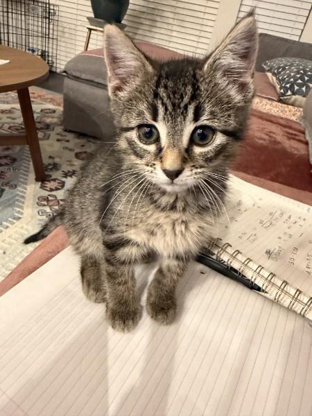 Pickles, an adopted Domestic Short Hair in Fort Worth, TX image 5/6