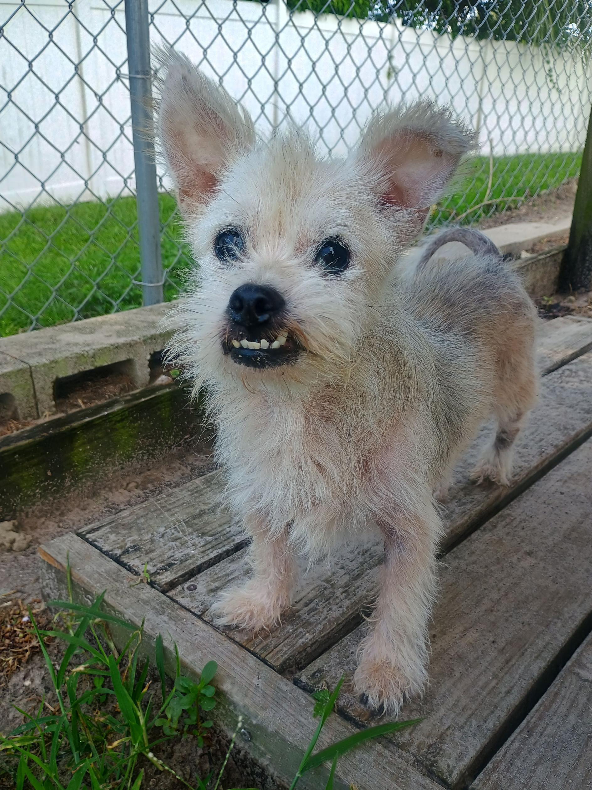 Enlarge Wolaf, a ADOPTABLE mixed breed in New Port Richey, FL image 4/4