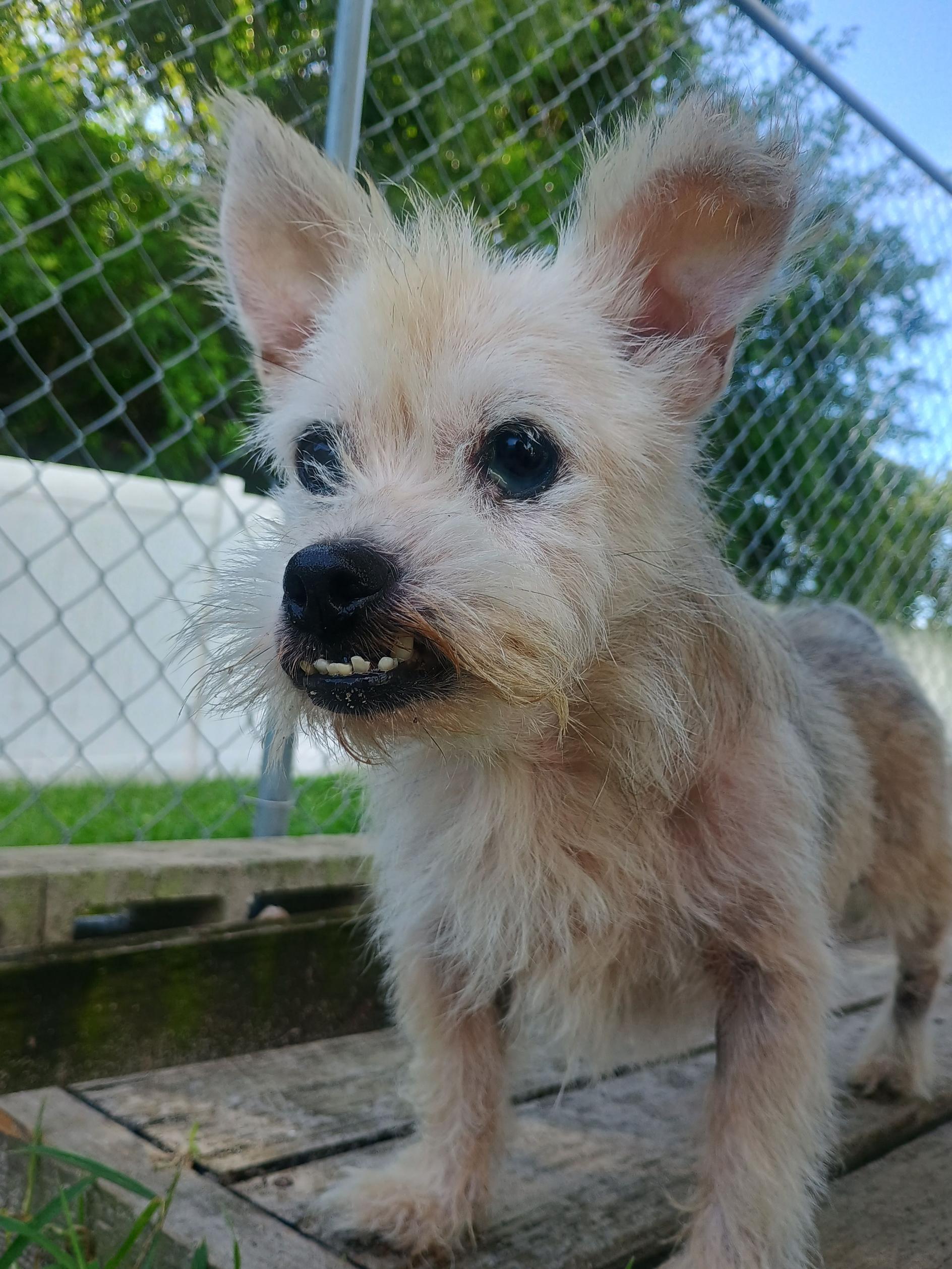 Enlarge Wolaf, a ADOPTABLE mixed breed in New Port Richey, FL image 2/4