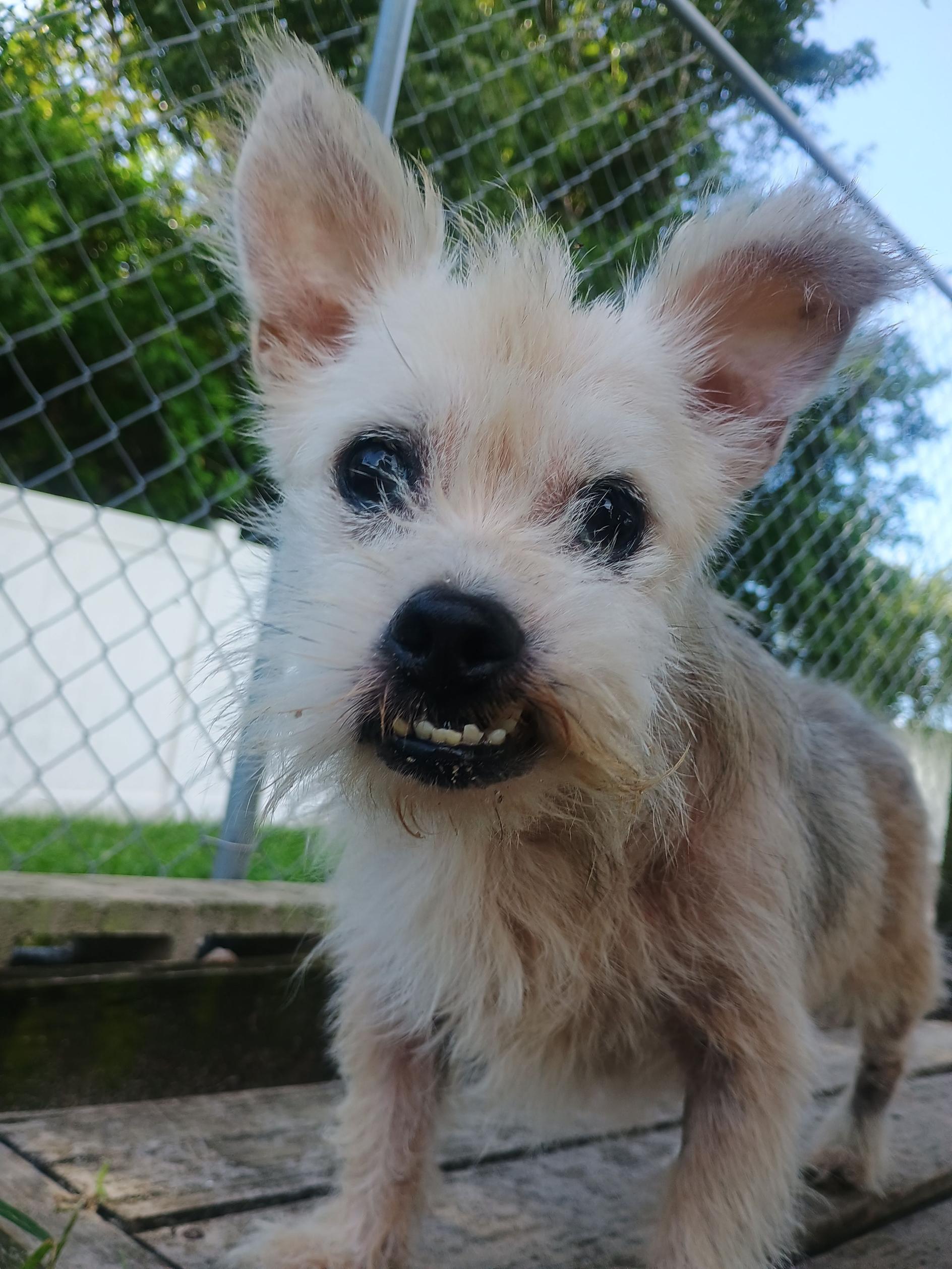 Wolaf, ADOPTABLE, Senior Male Terrier.