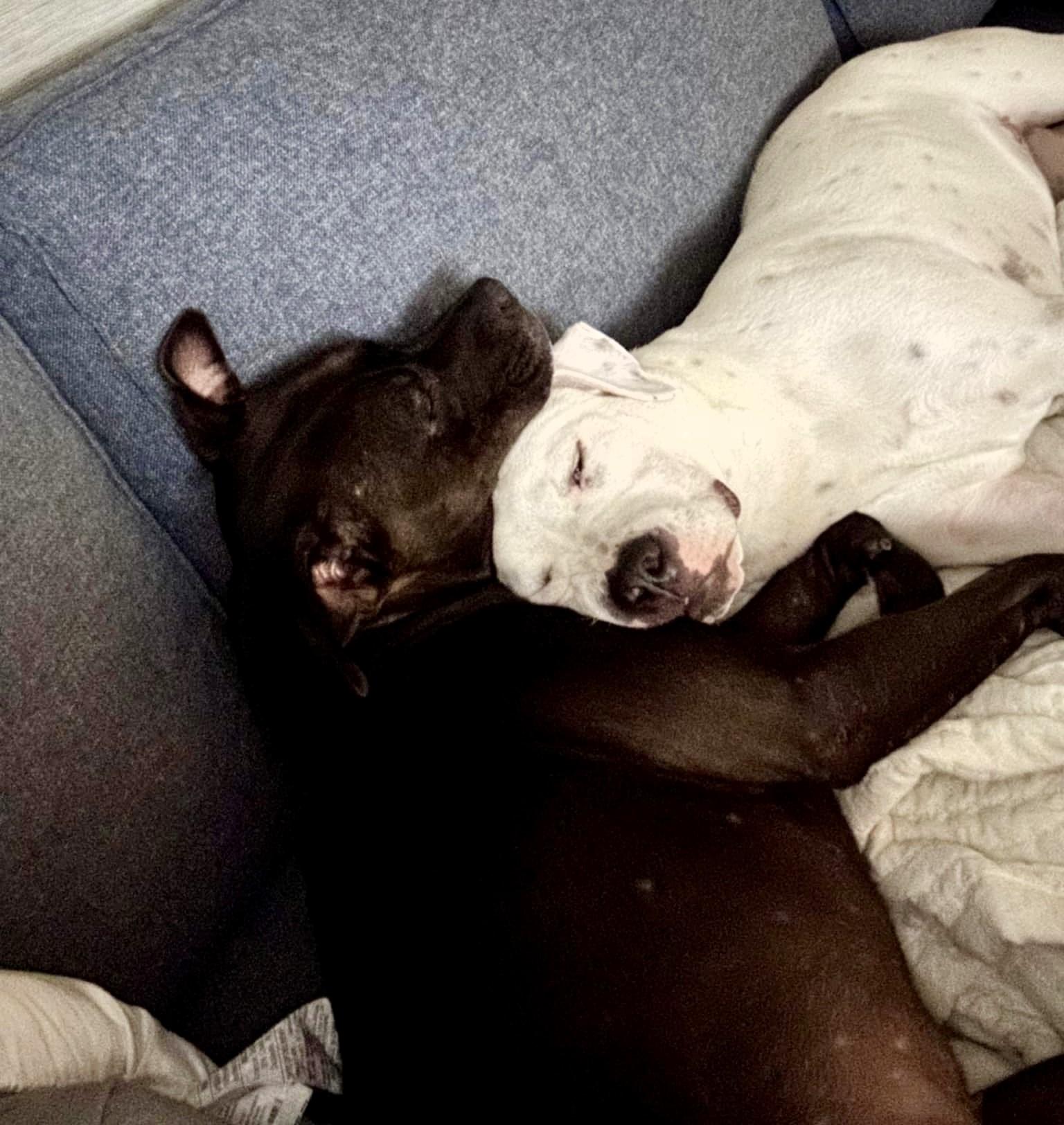 Enlarge GENO, a Adoptable mixed breed in Largo, FL image 4/6