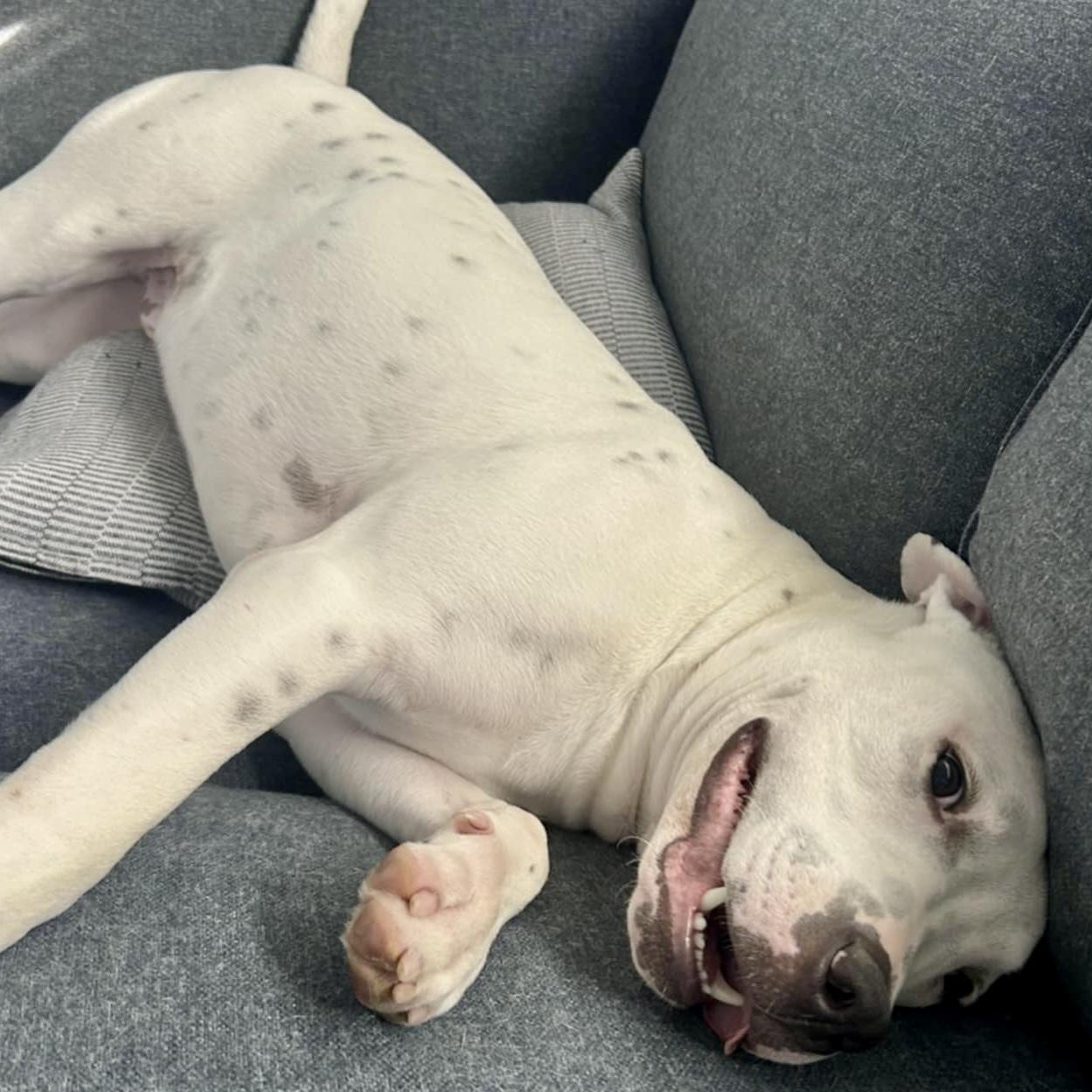 Enlarge GENO, a Adoptable mixed breed in Largo, FL image 2/6