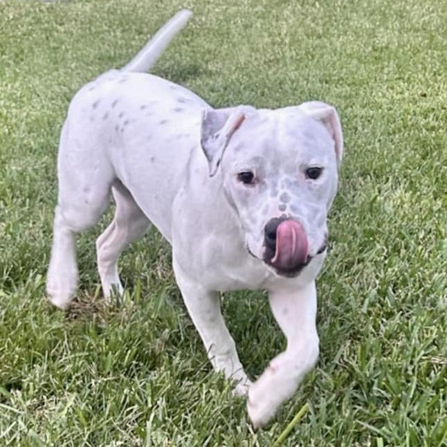 Enlarge GENO, a Adoptable mixed breed in Largo, FL image 3/6