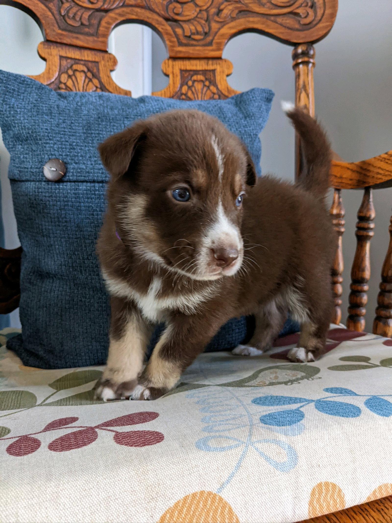 Blu, Adopted, Puppy Female Husky.