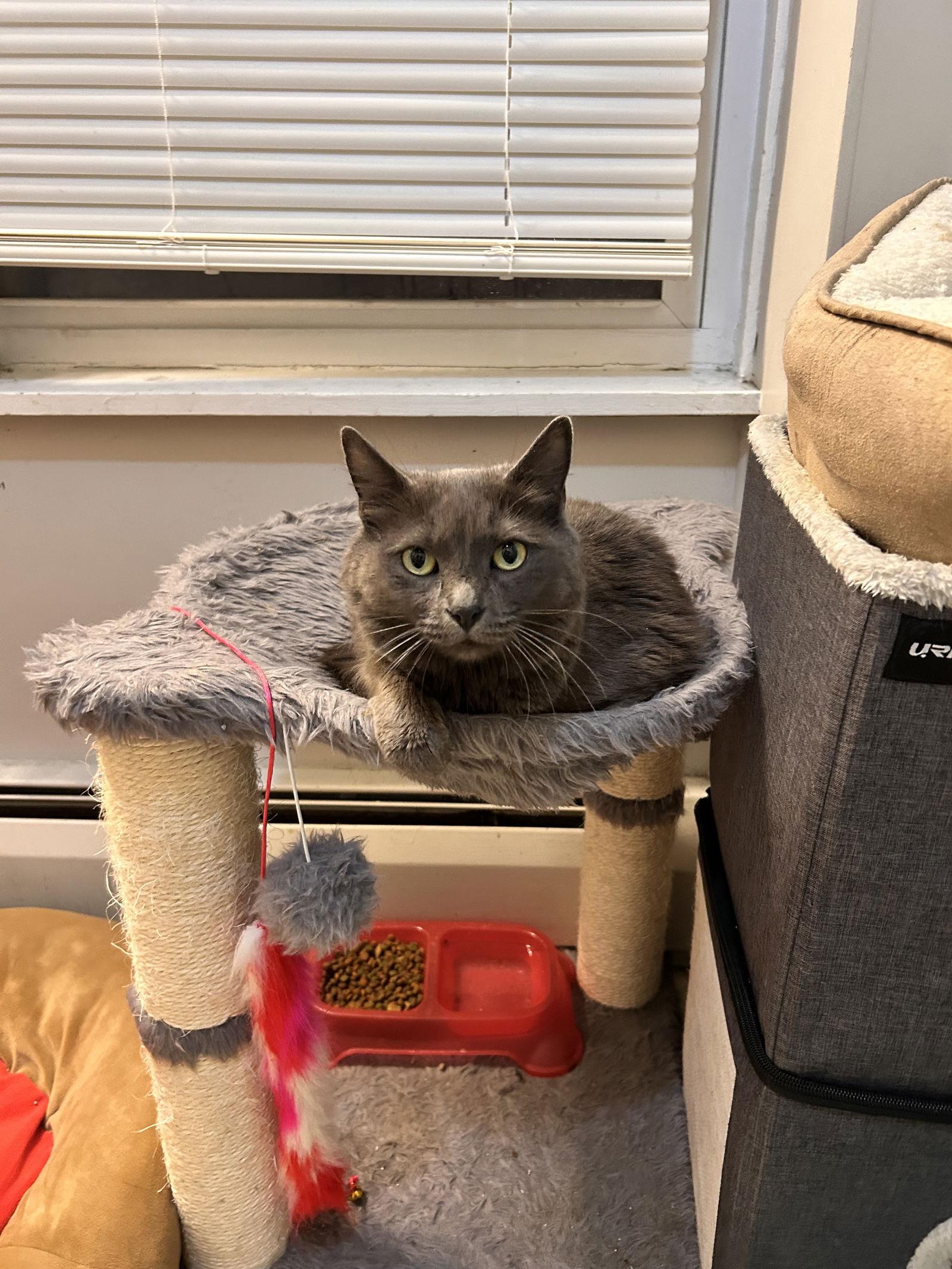 Jewelz, Adopted, Adult Female Domestic Long Hair.