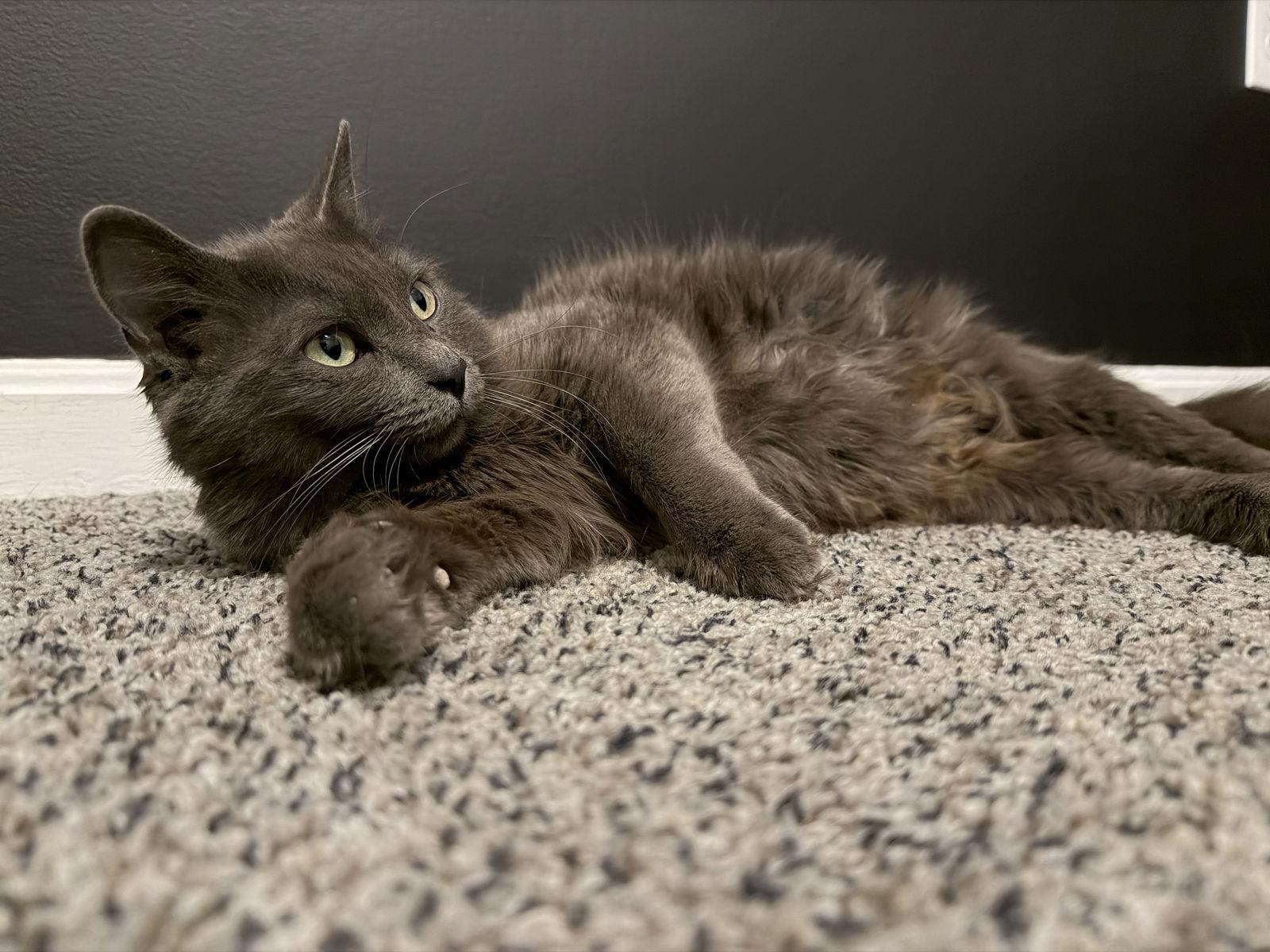 Enlarge Jewelz, a Adopted Domestic Long Hair in East Derry, NH image 2/3