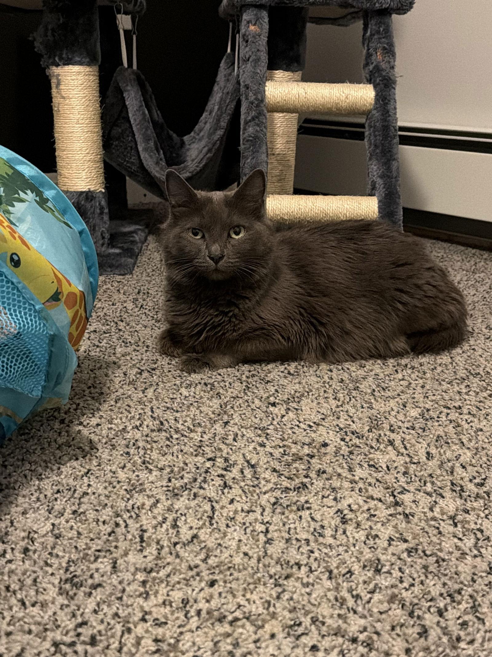 Enlarge Jewelz, a Adopted Domestic Long Hair in East Derry, NH image 3/3