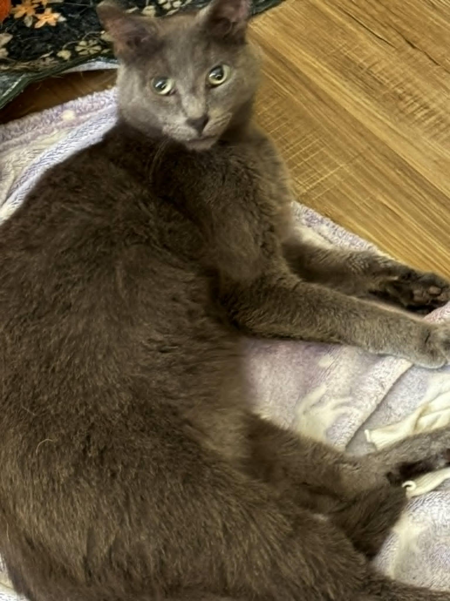 Enlarge Dresden, a Adoptable Domestic Short Hair in Meeker, OK image 1/1