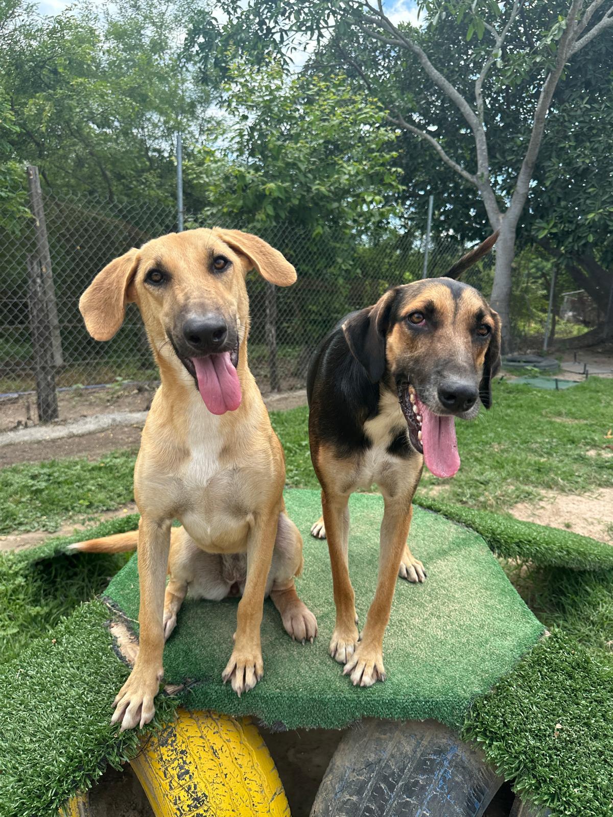 Lluvia — thumbnail 5