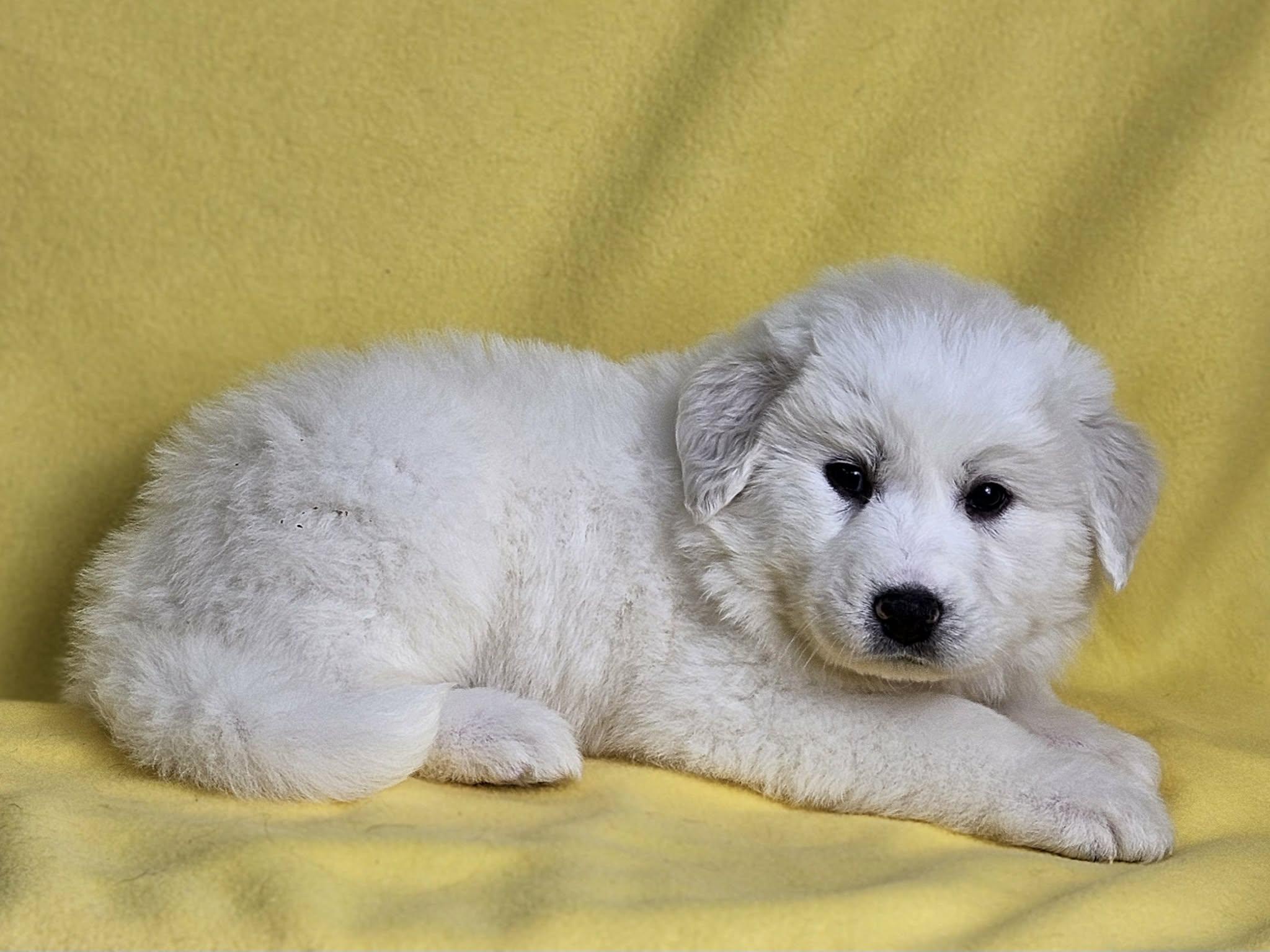 Enlarge SugarSnap, a Adoptable Great Pyrenees in East Sparta, OH image 1/2