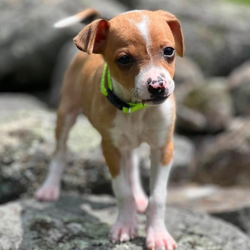 Enlarge Button, a Adoptable Chihuahua in Enfield, NH image 1/1