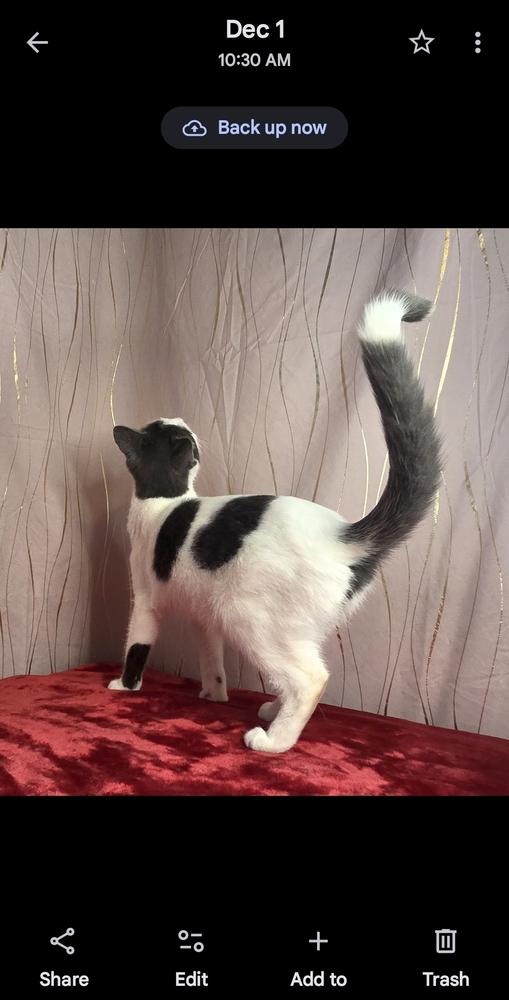 Cornesha, a Adoptable Domestic Short Hair in Long Beach, MS image 1/6