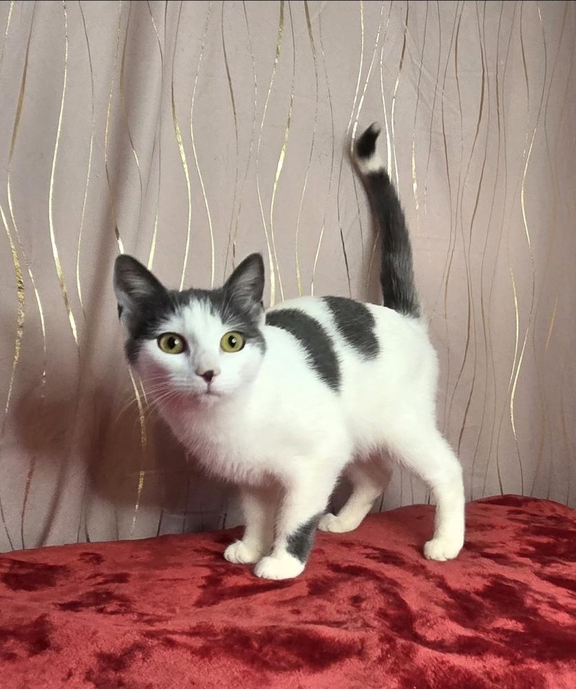 Cornesha, a Adoptable Domestic Short Hair in Long Beach, MS image 2/6