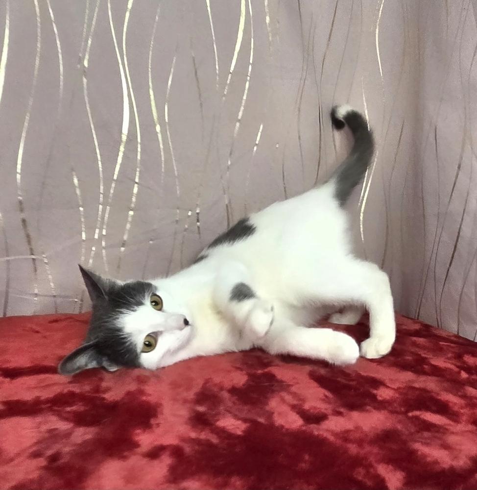 Cornesha, a Adoptable Domestic Short Hair in Long Beach, MS image 3/6