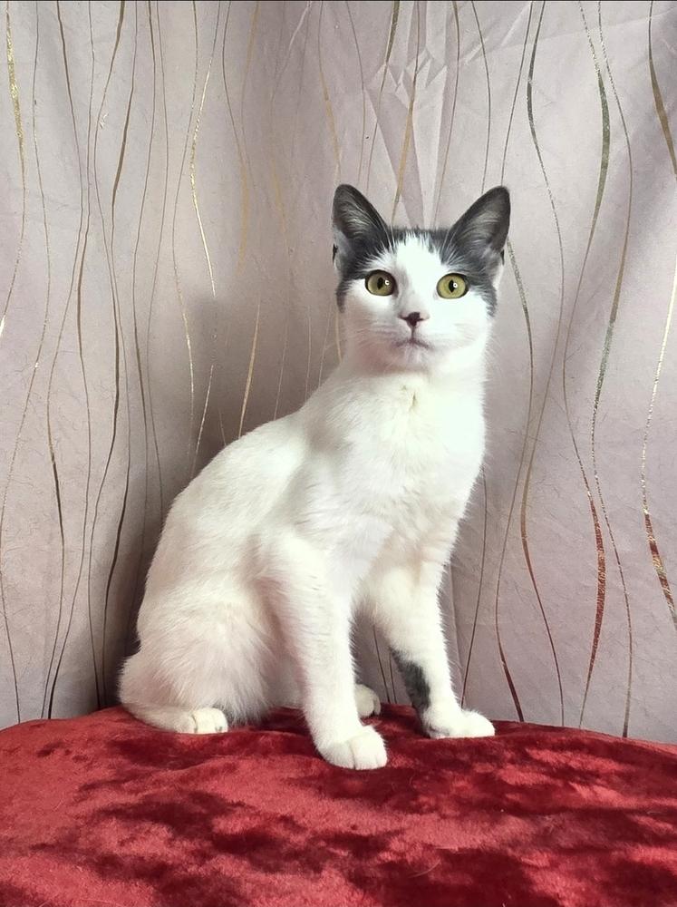 Cornesha, a Adoptable Domestic Short Hair in Long Beach, MS image 4/6