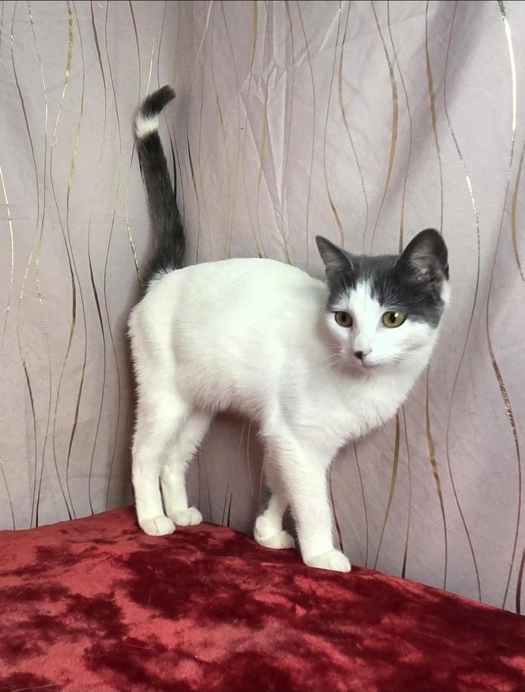 Cornesha, a Adoptable Domestic Short Hair in Long Beach, MS image 5/6