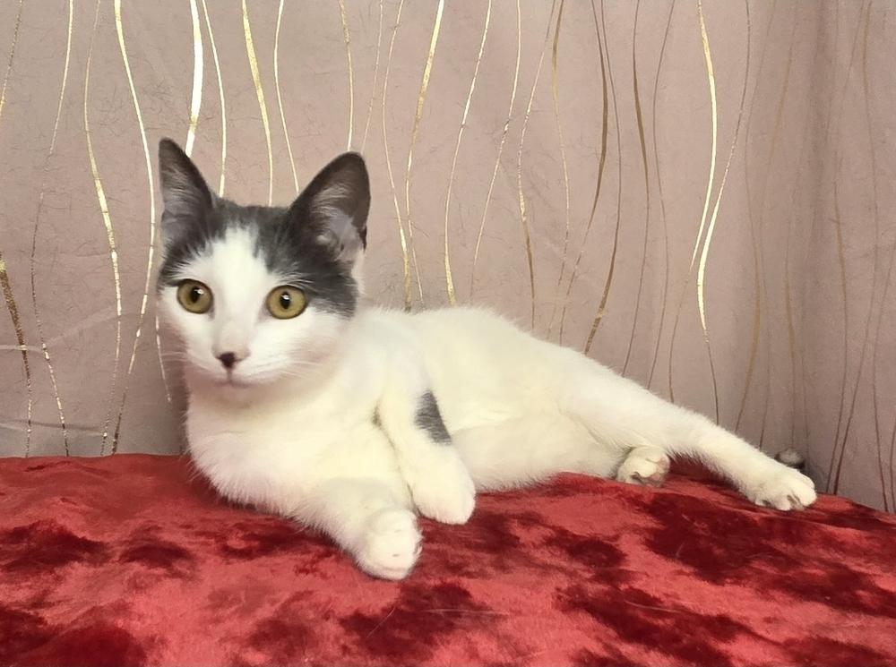 Cornesha, a Adoptable Domestic Short Hair in Long Beach, MS image 6/6