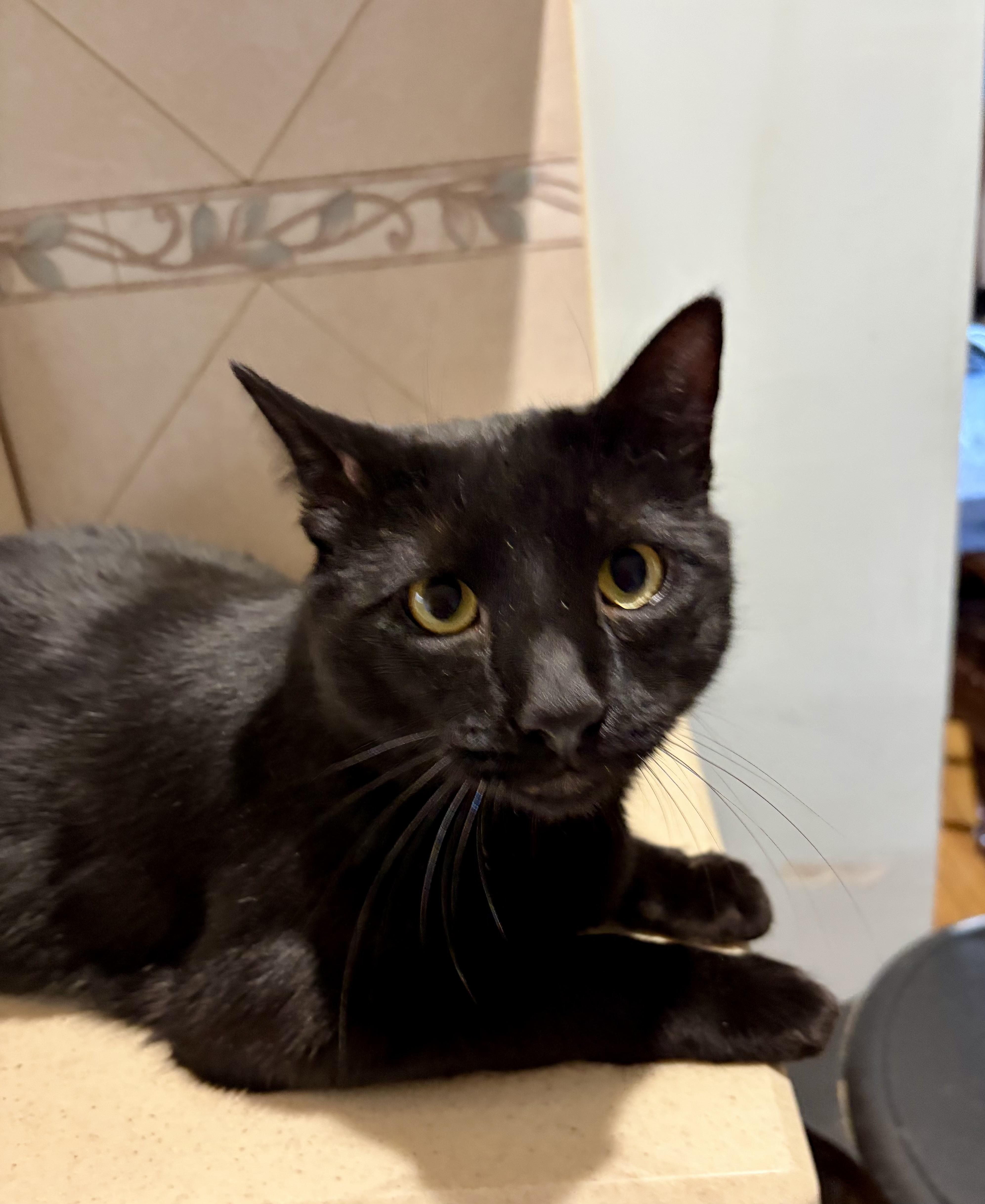 Jett, Adoptable, Adult Male Domestic Short Hair.