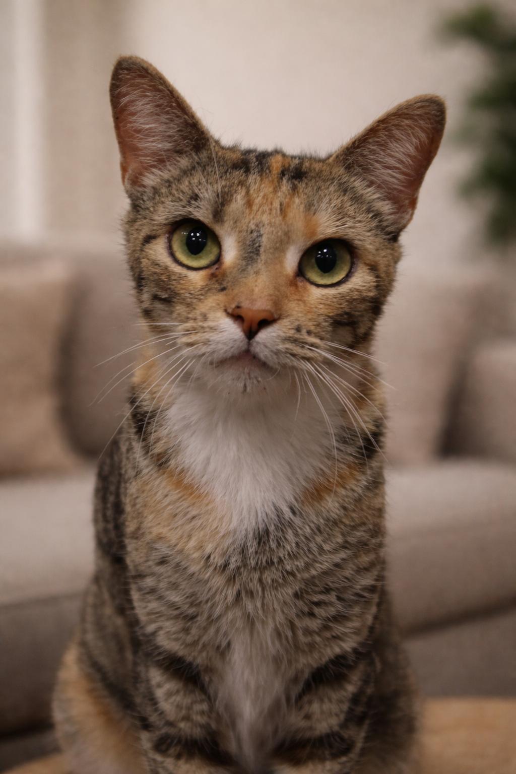 Brielle, Adoptable, Young Female Calico & Tabby.