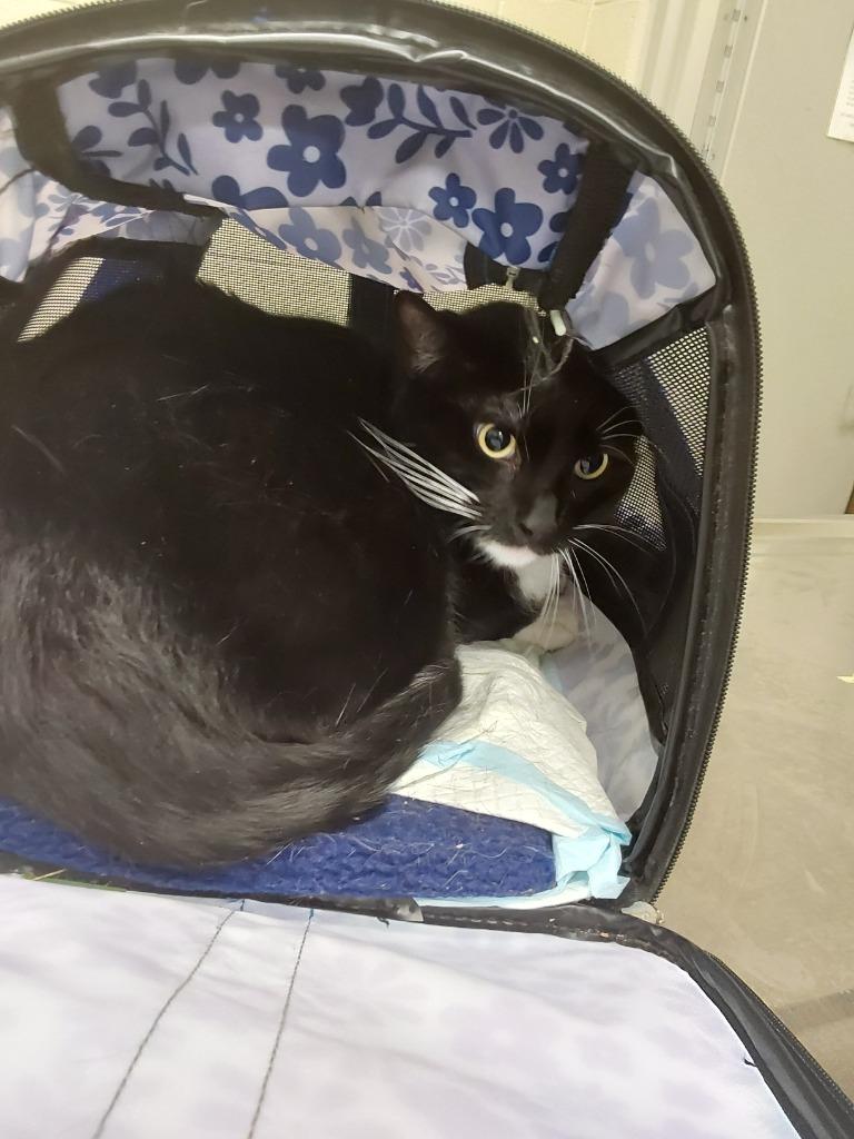 2025-07-201 *Chungus*, Adoptable, Adult Male Domestic Short Hair.