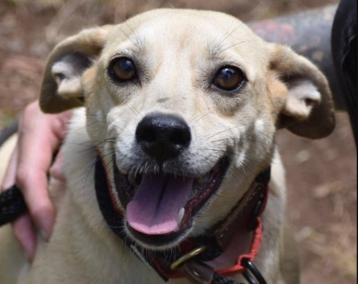 Bananaquit, ADOPTABLE, Young Female Terrier.