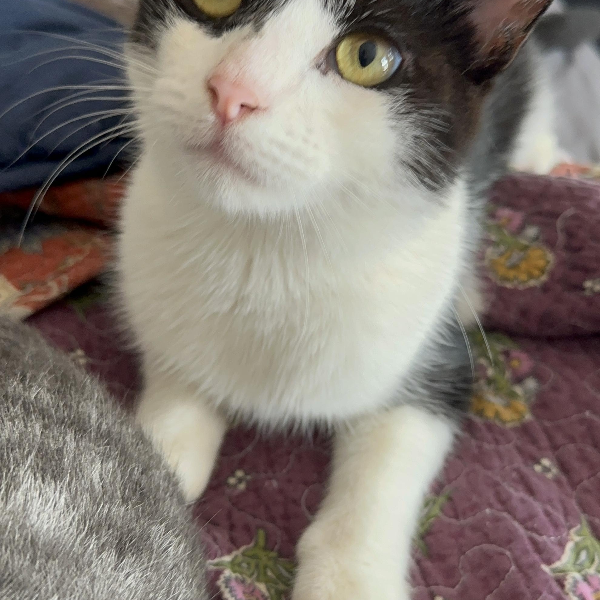 Enlarge Daisy, a Adoptable American Shorthair in Brooklyn, NY image 2/4