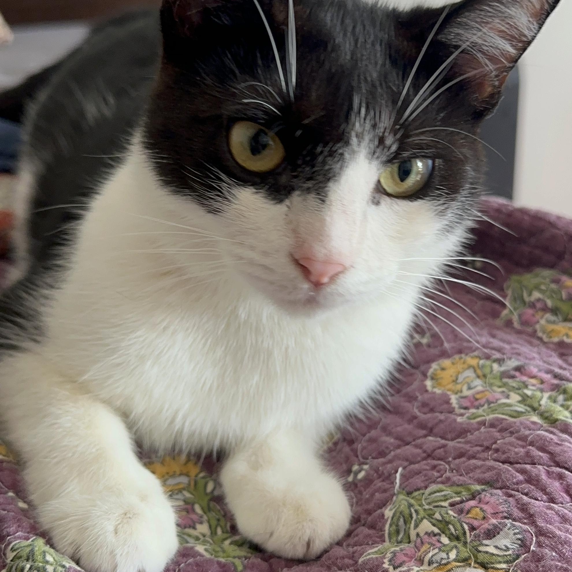 Enlarge Daisy, a Adoptable American Shorthair in Brooklyn, NY image 3/4