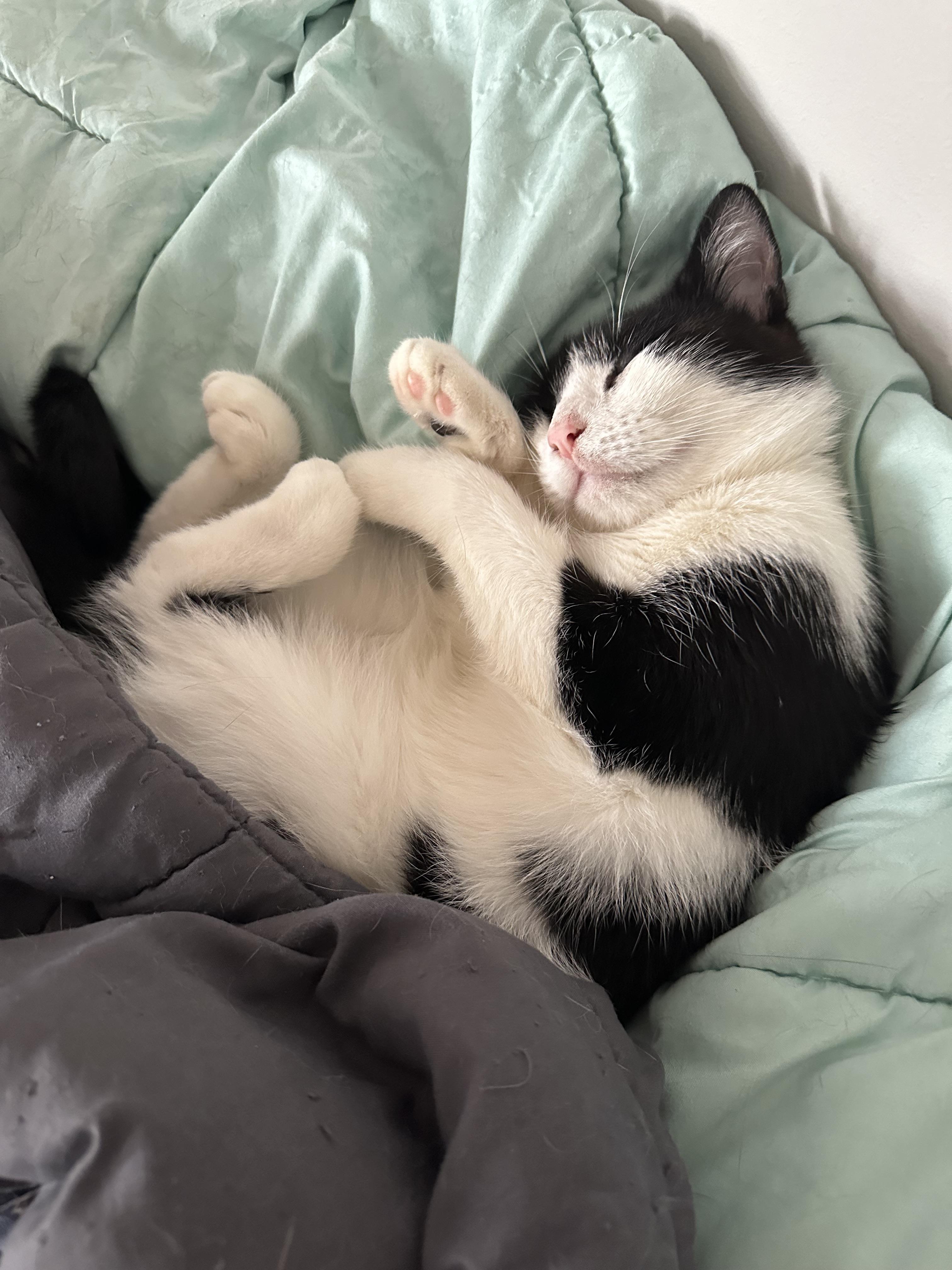 Enlarge Daisy, a Adoptable American Shorthair in Brooklyn, NY image 4/4