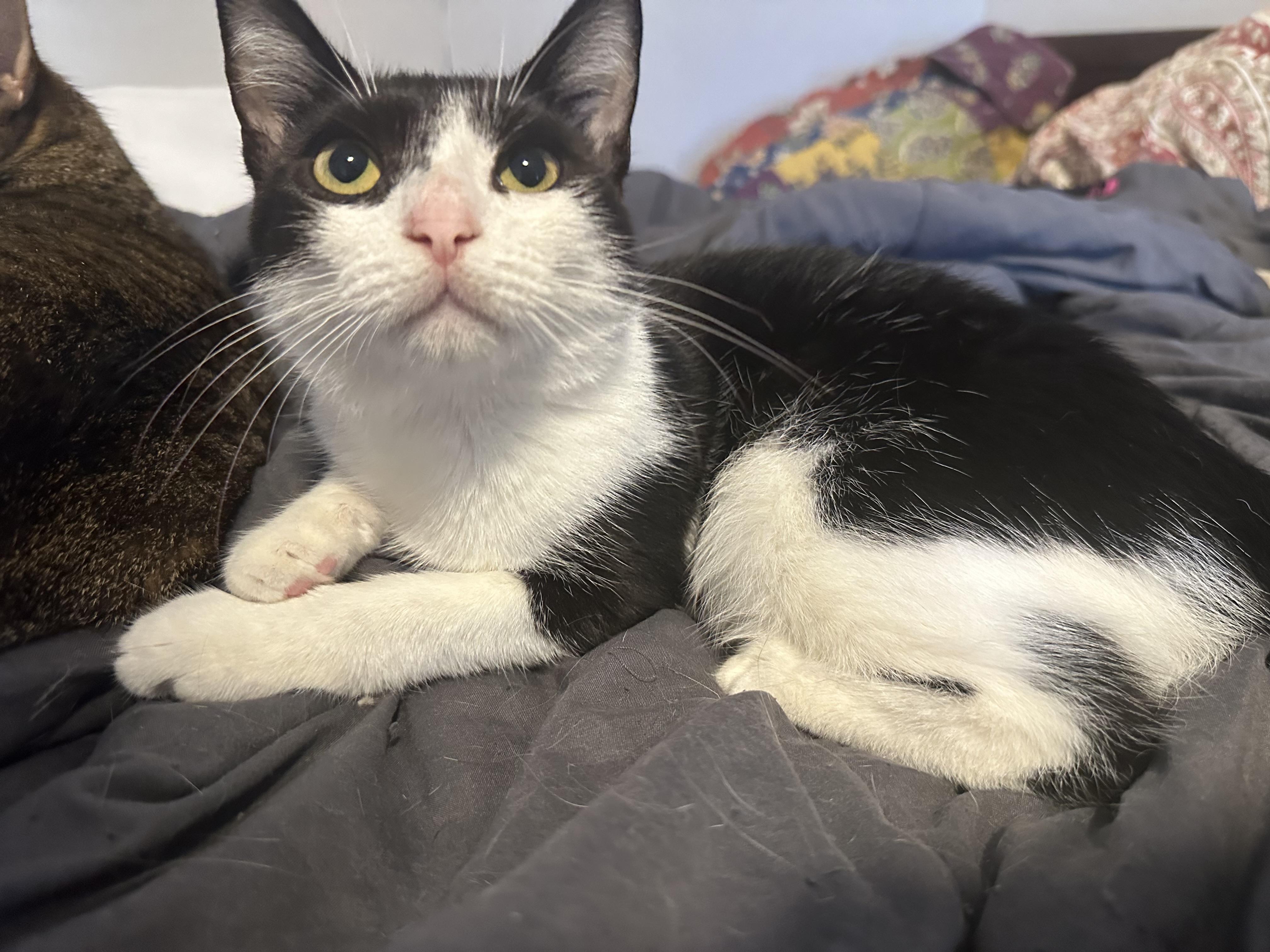 Daisy, Adoptable, Young Female American Shorthair.